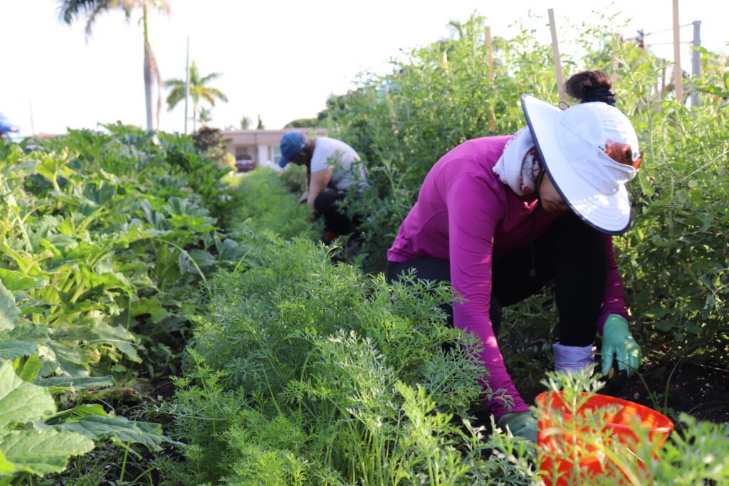 A volunteer harvests carrots from the Operation No Food Gap Community garden