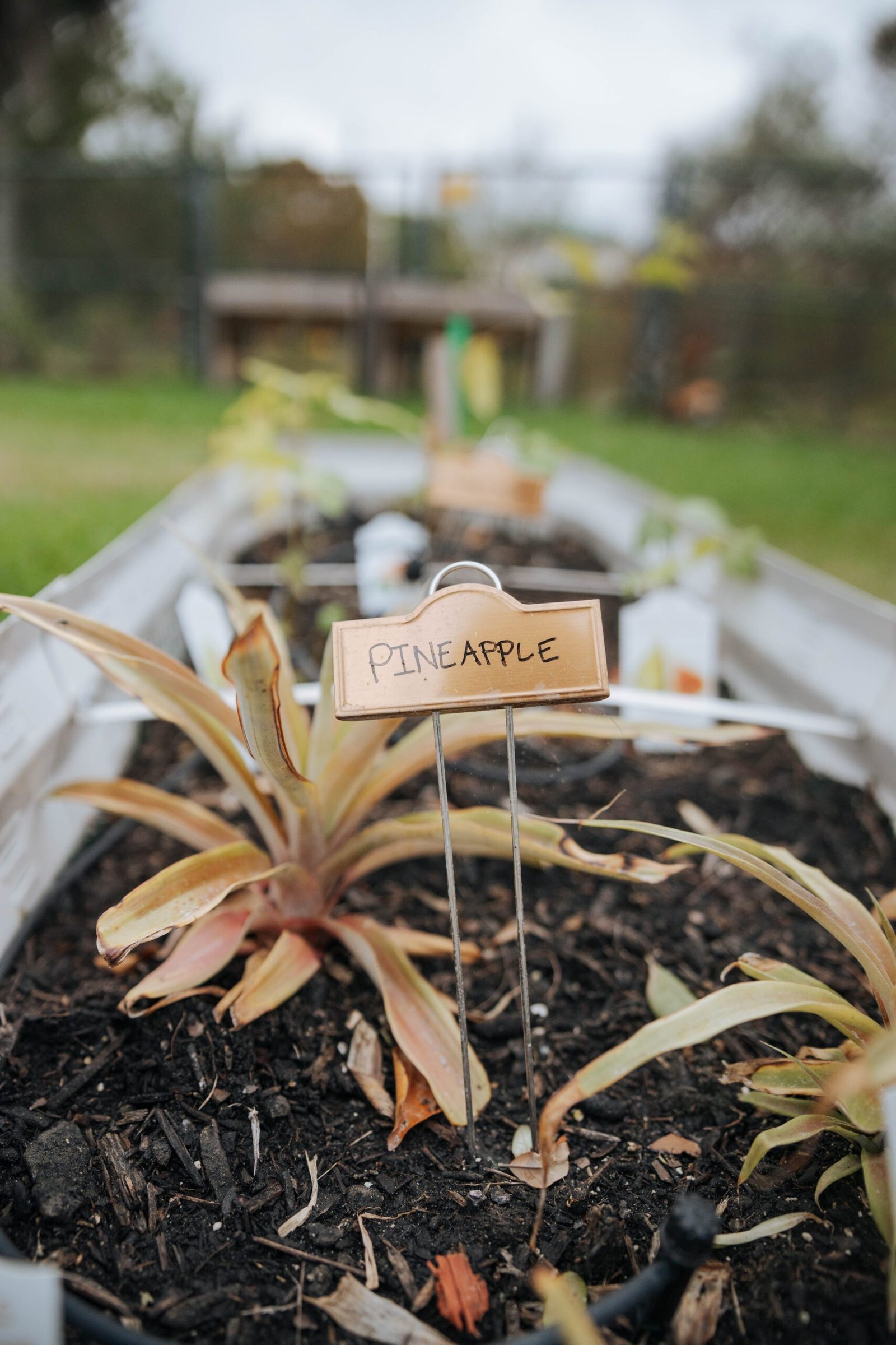 Pineapple plant growing in a raised garden bed with a labeled marker.