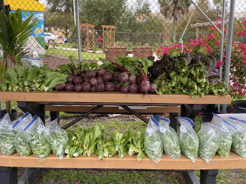 Food insecurity nonprofits like Operation No Food Gap fight hunger by growing a garden full of freshly harvested beets, leafy greens, and bagged produce displayed on wooden tables at a community garden market.