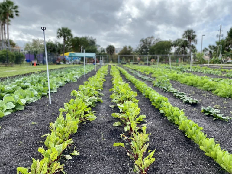 Rows of fresh green vegetables growing in neat lines at Operation No Food Gap’s Riviera Beach community garden.