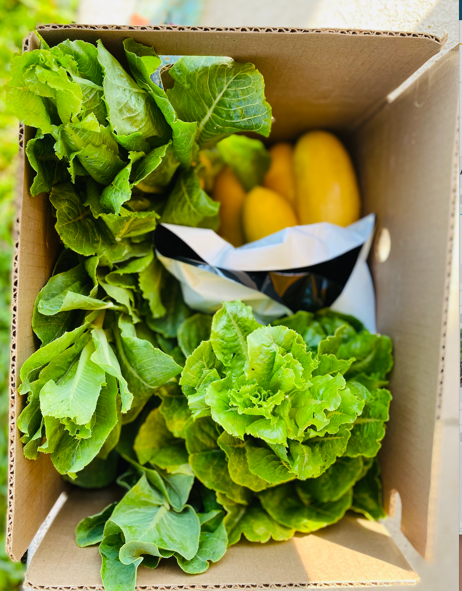 Box of fresh lettuce and yellow squash harvested for community distribution.