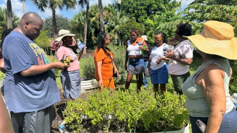 An image of a new garden in the city of Riviera Beach by Operation No Food Gap