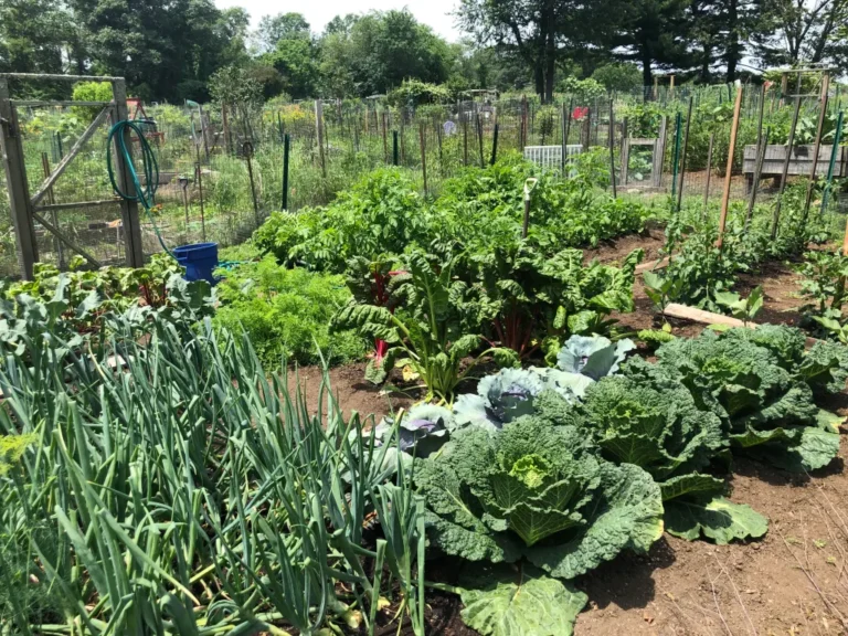 How Urban Gardens Are Changing the Future of Food Access in Low-Income Communities